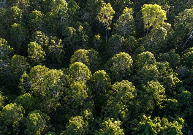 aerial view bunya pines