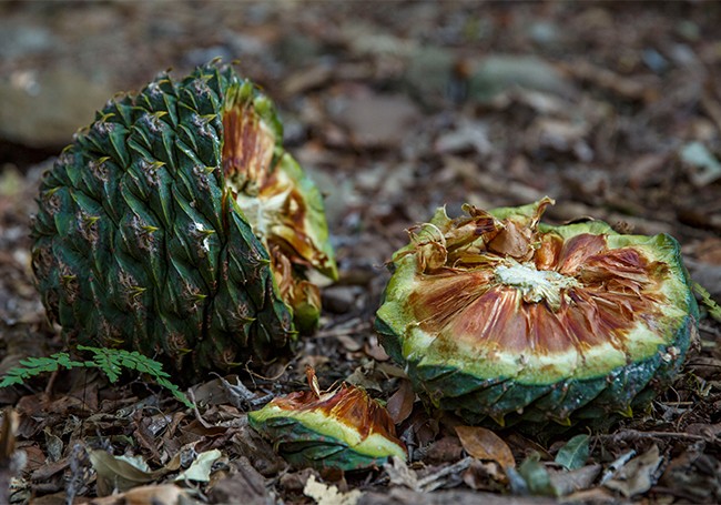 bunya pine nut bunya pine nut