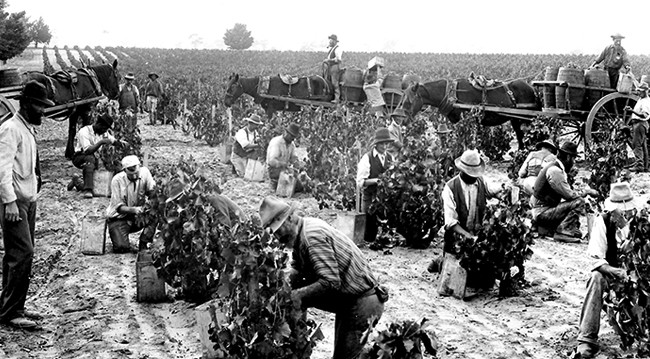 vintage photo grape pickers