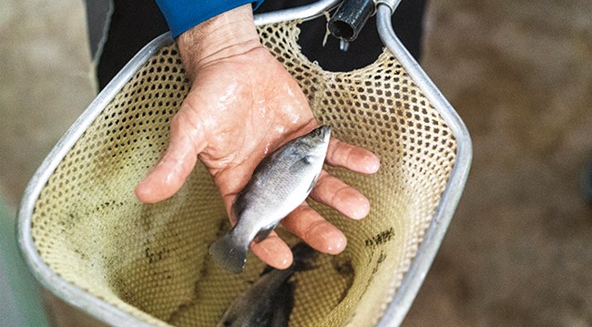 Barramundi fishing net