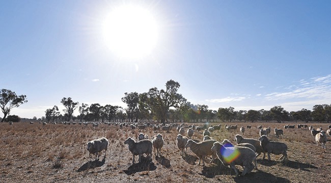 Sheep in field of drought