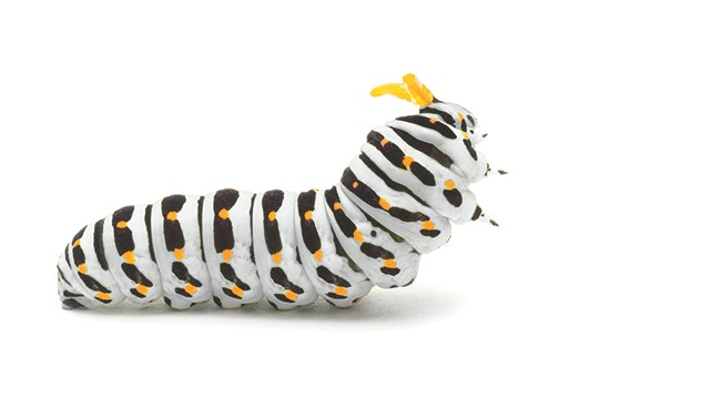 985147082 Swallowtail caterpillar or Papilio Machaon on a white background