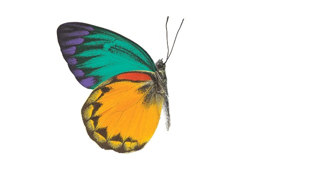 Side profile of a butterfly