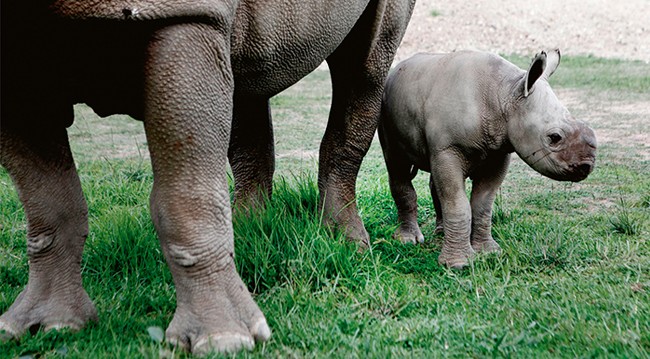taronga zoo rhinos taronga zoo rhinos