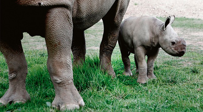 taronga zoo rhinos