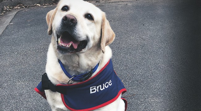 bruce the labrador