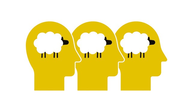 Group thinking of sheep Group thinking of sheep