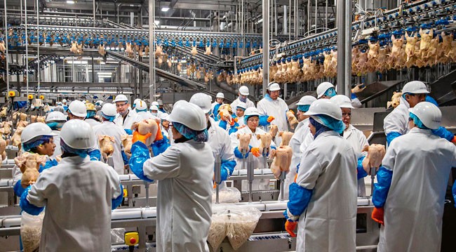 Workers in chicken factory Workers in chicken factory