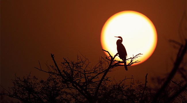 nature-biodiversity