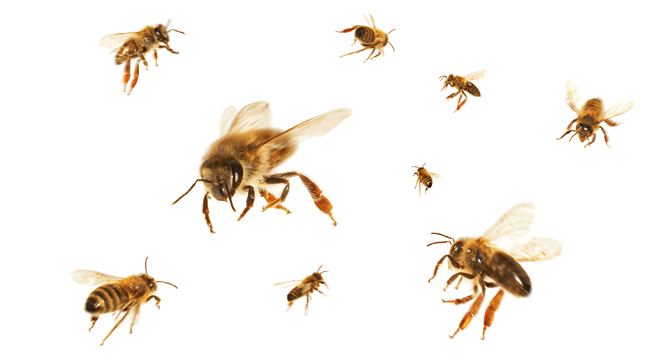 Bees flying Bees flying