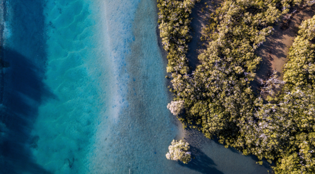 Aerial view of a winding river surrounded by lush green trees.