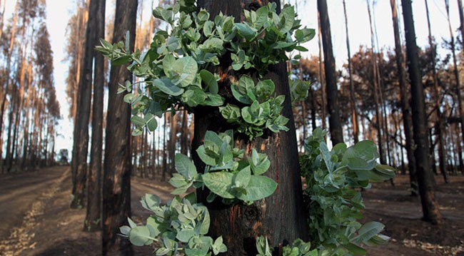 Regrowth on trees Green regrowth after bushfire