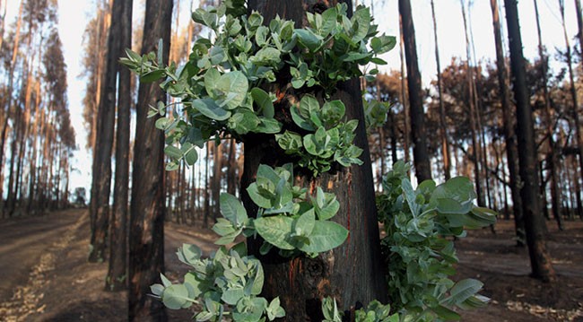 Green regrowth after bushfire