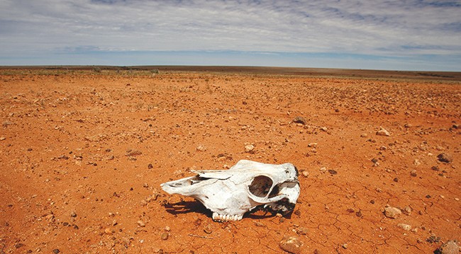 skull on drought-stricken dirt